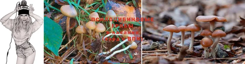 купить наркотик  Кольчугино  Галлюциногенные грибы Magic Shrooms 